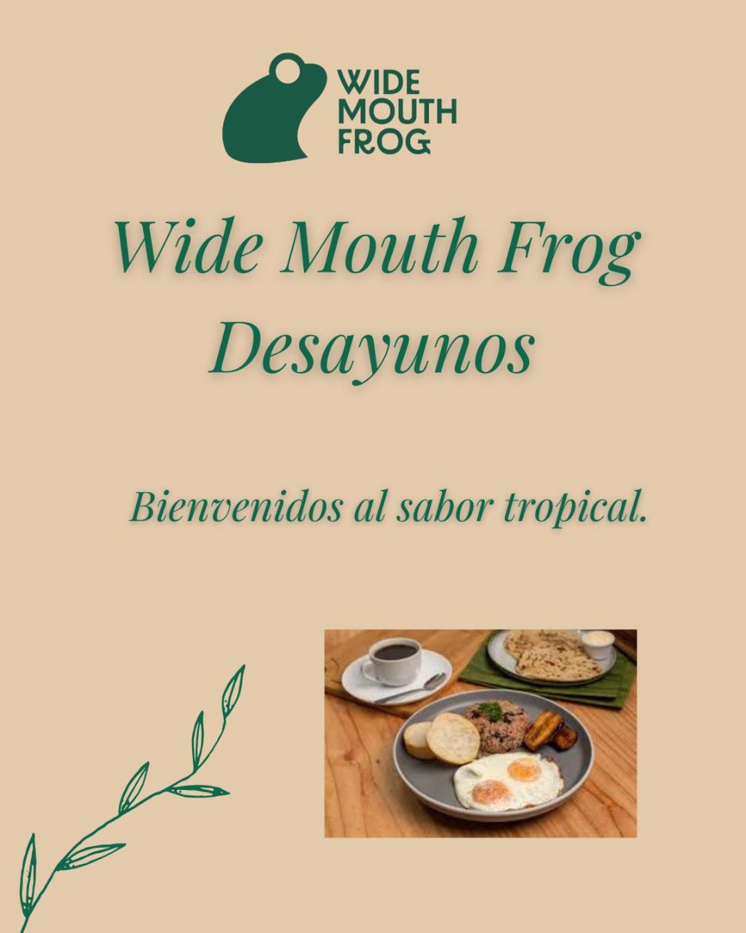 Wide Mouth Frog Quepos Manuel Antonio
